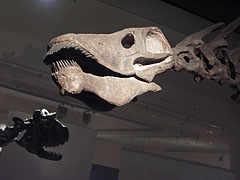 Skull of the Amargasaurus cazaui plant-eating (herbivorous) sauropod dinosaur - Budapešť, Maďarsko