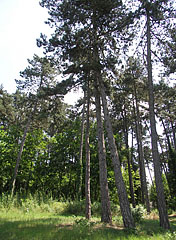 Pinewood and other trees - Gödöllő (Jedľovo), Maďarsko