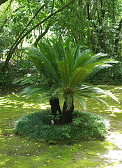 Cycads in the shadows, under the trees - Trsteno, Chorvatsko