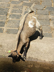 A goat is drinking at the Petting zoo - Budapešť, Maďarsko