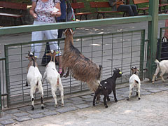 Goats at the fence of the Petting zoo - Budapešť, Maďarsko