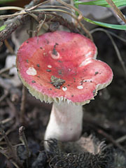 Mushroom with red cap in the forest - Budapešť, Maďarsko