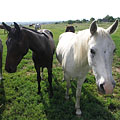 Curious horses - Mogyoród, Maďarsko