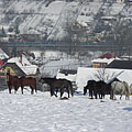 Winter landscape with horses, with the M3 highway in the background - Mogyoród, Maďarsko