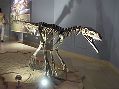 Skeleton of an early predatory dinosaur (Herrerasaurus ischigualastensis) - Budapeşte, Macaristan