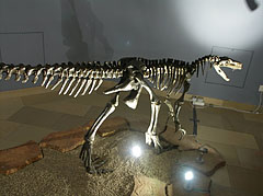 Skeleton of a Herrerasaurus ischigualastensis - Budapeşte, Macaristan