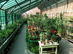 Flowers and other plants in the Palm House - Gödöllő, Macaristan