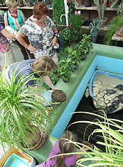 The red-eared slider turtles are the favorites of the children - Gödöllő, Macaristan