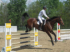 Equestrian jumping competition - Gödöllő, Macaristan