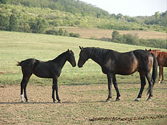 Little foal with mother - Mogyoród, Macaristan