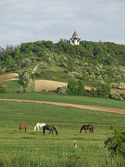 In springtime there is a lot of green grass for the horses - Mogyoród, Macaristan