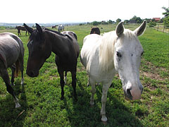 Curious horses - Mogyoród, Macaristan