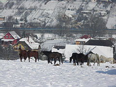 Winter landscape with horses, with the M3 highway in the background - Mogyoród, Macaristan