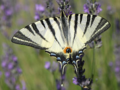 Scarce swallowtail or Sail swallowtail (Iphiclides podalirius), a great butterfly - Mogyoród, Macaristan