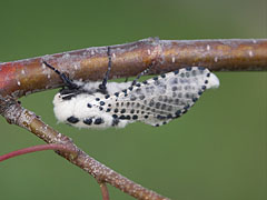 Wood leopard moth (Zeuzera pyrina) - Mogyoród, Macaristan