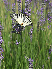 Scarce swallowtail or sail swallowtail (Iphiclides podalirius) butterfly - Mogyoród, Macaristan