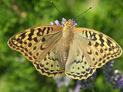 Cardinal (Argynnis pandora), a large butterfly from the fritillary (Argynnis) family - Mogyoród, Macaristan