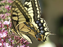 Old World swallowtail or common yellow swallowtail (Papilio machaon), a well-known large butterfly - Mogyoród, Macaristan