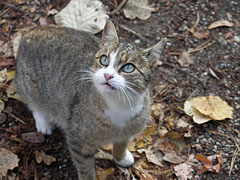 A grey cat at the entrance - Szarvas, Macaristan