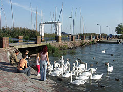 In exchange for some food these swans are very enthusiastic - Balatonalmádi, Ungaria