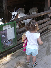 Peasants' Yard, goat pen - Budakeszi, Ungaria