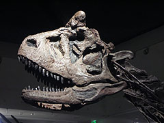 The skull of the Carnotaurus sastrei meat-eater dinosaur - Budapesta, Ungaria