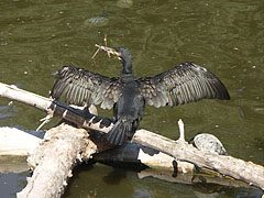 An Eastern great cormorant (Phalacrocorax carbo sinensis) is drying her wings and feathers on a tree branch - Budapesta, Ungaria