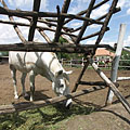 Gödöllő Hills (Gödöllői-dombság), Ungaria