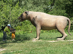 Life-size statue of a beardog (Amphycion) - Ipolytarnóc, Ungaria