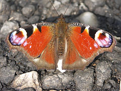 European peacock (Inachis io), a splendid butterfly - Mogyoród, Ungaria