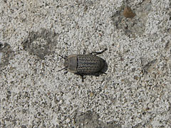 Darkling beetle (Opatrum sabulosum), a tiny gray bug on the rock - Mogyoród, Ungaria