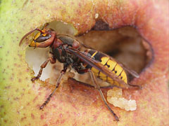 A European hornet (Vespa crabro) eats sweet ripe pear - Mogyoród, Ungaria