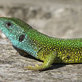 European green lizard (Lacerta viridis) - Mogyoród, Ungaria