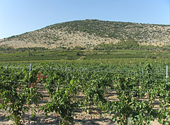 Vineyards on the southern sunny slopes of the Szársomlyó Hill - Nagyharsány, Ungaria