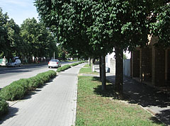 Bike path and trees on the main street - Paks, Ungaria