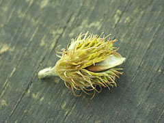 A beechnut, the crop of a European or common beech (Fagus sylvatica) tree - Pilis Mountains (Pilis hegység), Ungaria