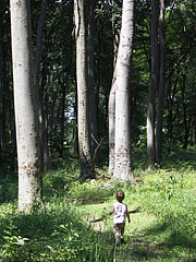  - Pilis Mountains (Pilis hegység), Ungaria