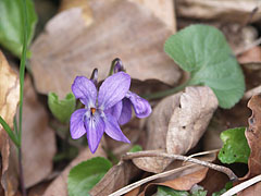  - Pilis Mountains (Pilis hegység), Ungaria