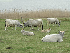 Hungarian grey cattle, an ancient beef cattle breed of Hungary, and their calves by the Inner Lake ("Belső-tó") - Tihany, Ungaria