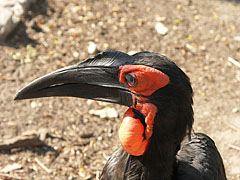 Portrait of an African ground hornbill (Bucorvus leadbeateri) - Budapest, Ungheria