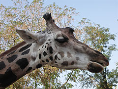 Head of a Rothschild's giraffe (Giraffa camelopardalis rothschildi) - Budapest, Ungheria