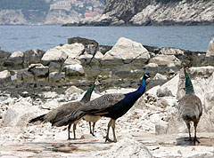 Group of peafowl on the rocky seashore - Dubrovnik (Ragusa), Croazia