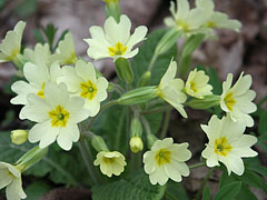 Common cowslip (Primula veris) yellow spring flowers - Eplény, Ungheria