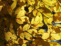 Beautiful play of lights in the yellow autumn leaves - Gödöllő, Ungheria