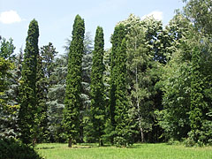 The view of the Arboretum with eastern white cedar trees (Thuja occidentalis) - Gödöllő, Ungheria