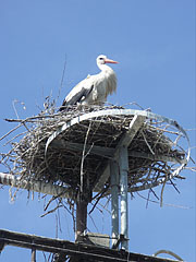 White stork in its nest on the top of an electric pylon - Paks, Ungheria