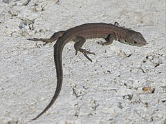 Brown lizard is sunbathing - Mogyoród, Unkari