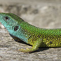 European green lizard (Lacerta viridis) - Mogyoród, Unkari