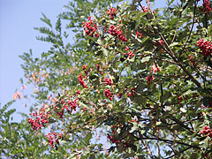 Red berries on a tree - Szentendre, Unkari