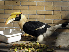 Great hornbill (Buceros bicornis) - Amsterdam, Nizozemska